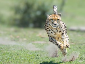 Image of cheetah running and kicking up dust depicting speed of T-Base FASTtrack service.
